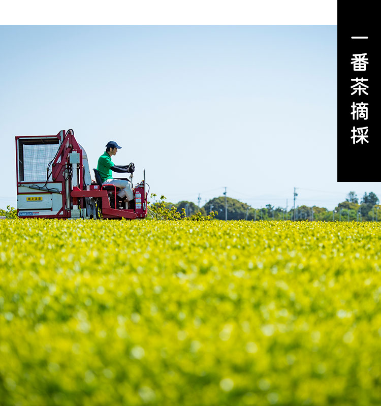一番茶摘採